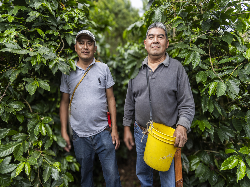 “Todos Sembramos Café”, la iniciativa de Starbucks México para transformar el campo cafetalero